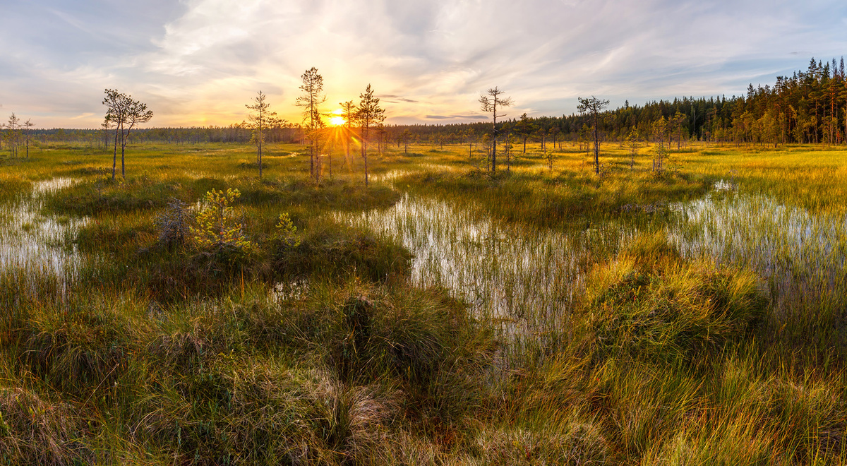Болото утром