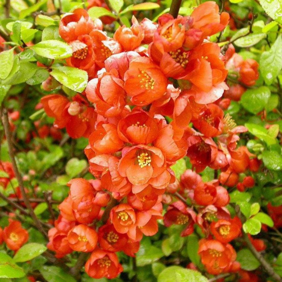 Цветение айвы, которая также может быть использована в роли живой изгороди.