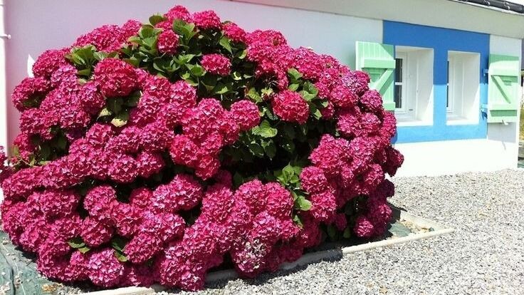 Три зимы я теряла крупнолистные гортензии — пока не узнала метод Бебеля