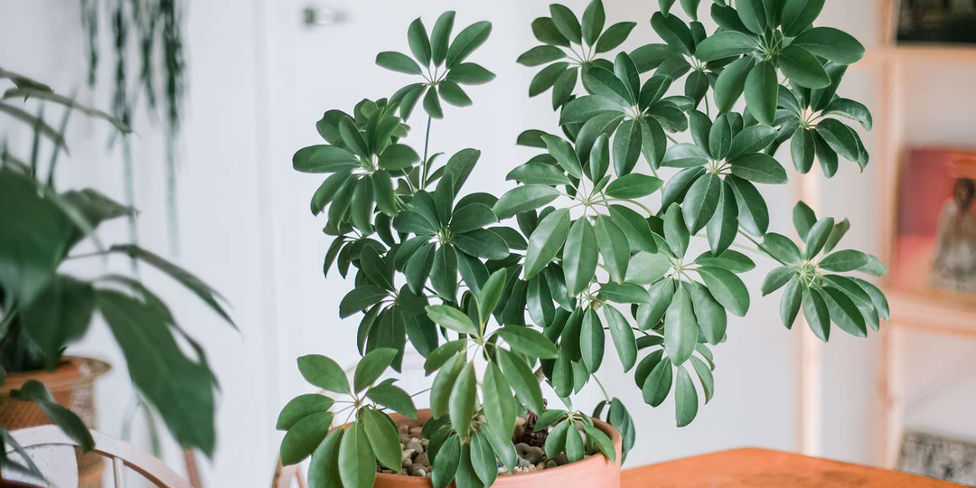 🌿 Шефлера — как размножить эффектную «комнатную пальму» без ошибок