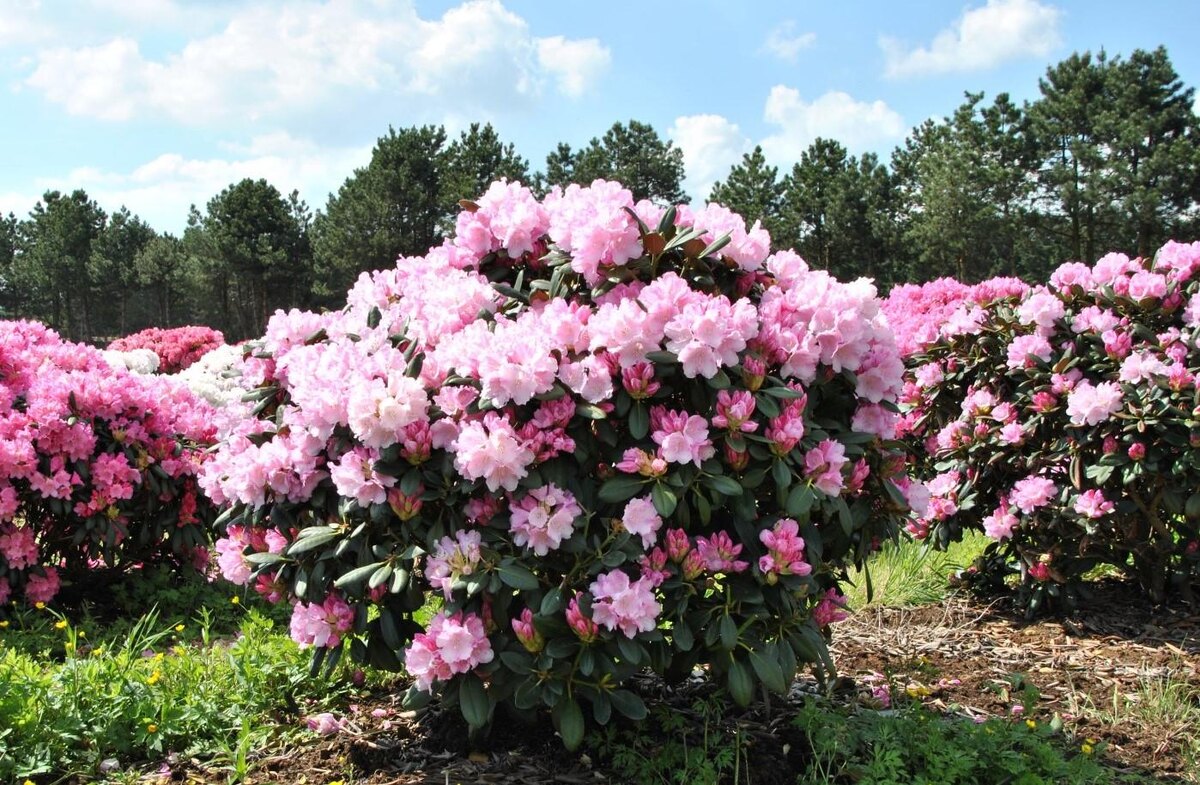 Рододендрон