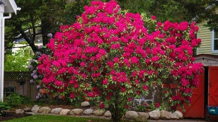 Подкисление почвы под рододендроны: простая инструкция, реальные дозировки и мой проверенный способ