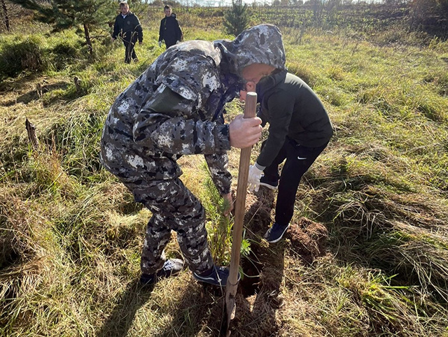 Почти полмиллиона деревьев высажено в Тверской области за полтора месяца