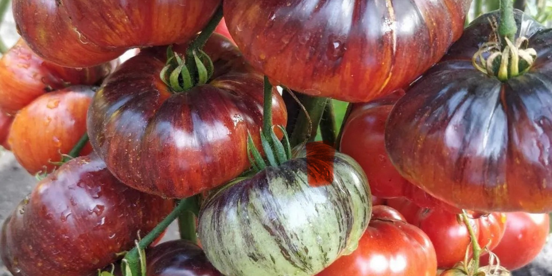 Жалею, что раньше их не сажала. Этот сорт томатов будете собирать ведрами, не боится заморозков