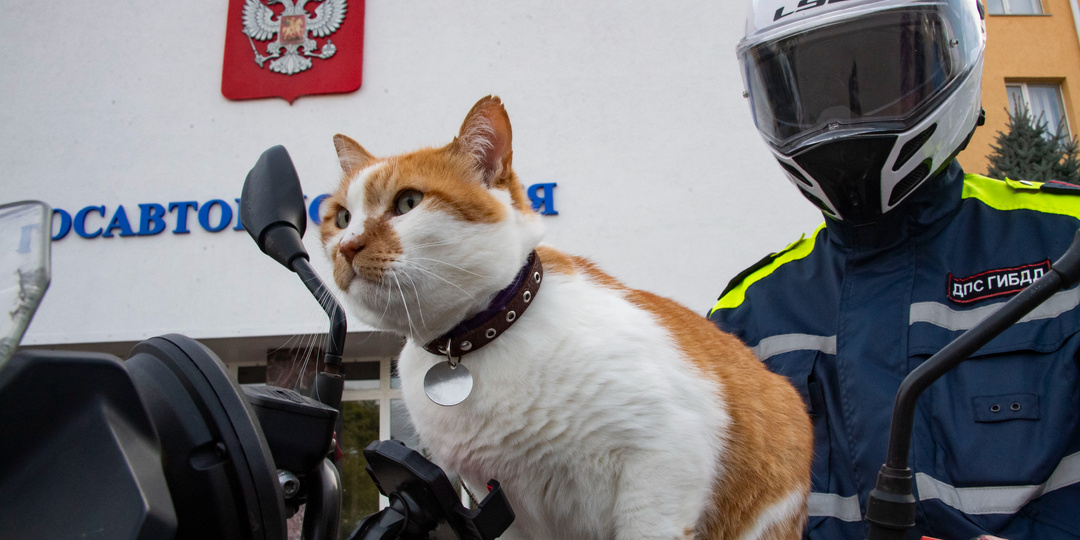 С ветерком: Кот Мостик провел день с полицейским мотобатом