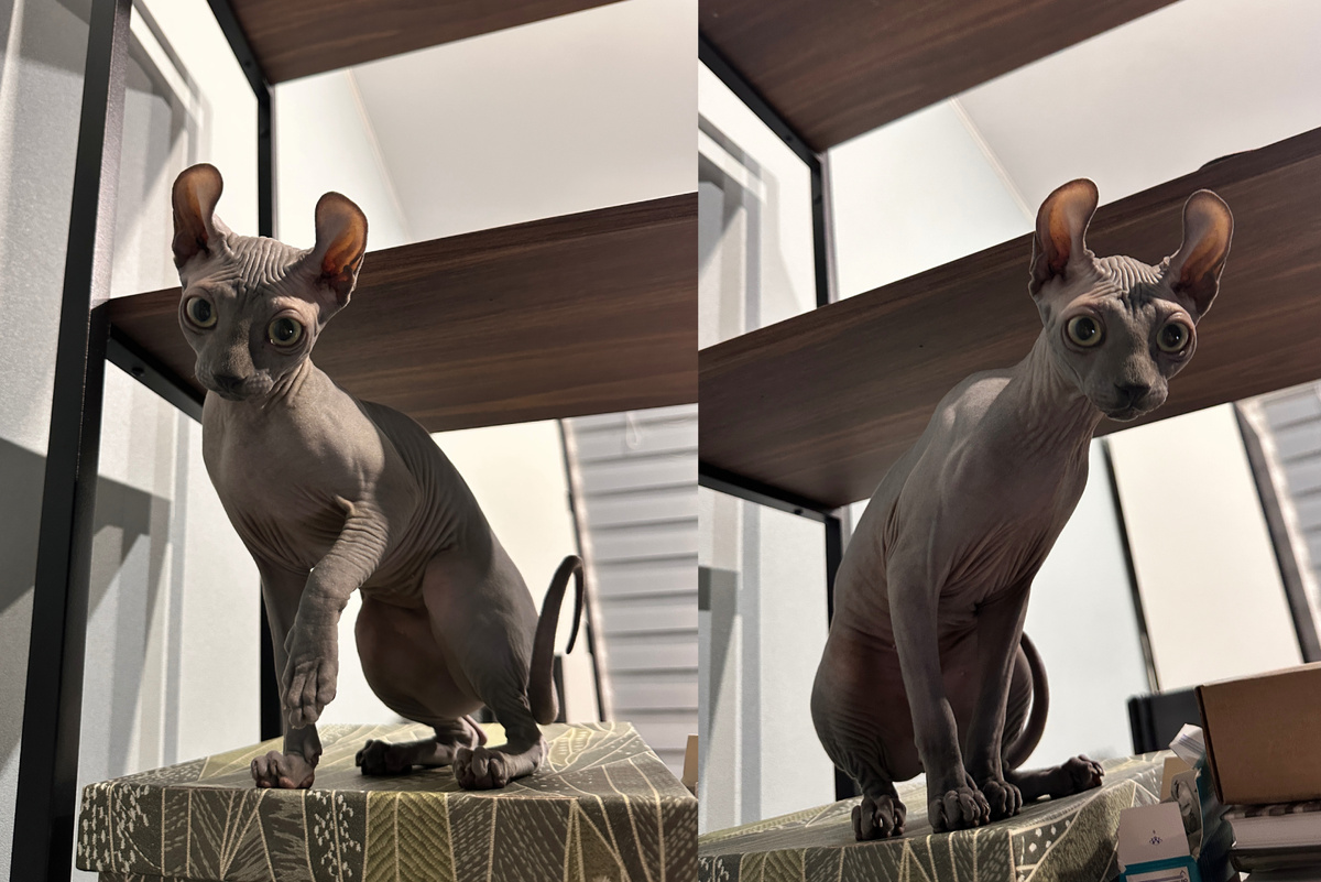 Видимых дефектов, влияющих на качество жизни, у сфинксов нет (если сравнивать с другими активно запрещаемыми породами) 