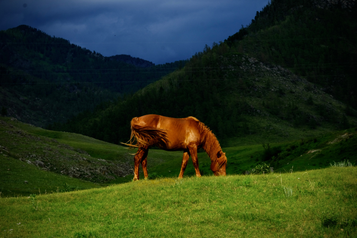 В горах Алтая.  Тень от грозовой тучи остановилась за лошадью.  