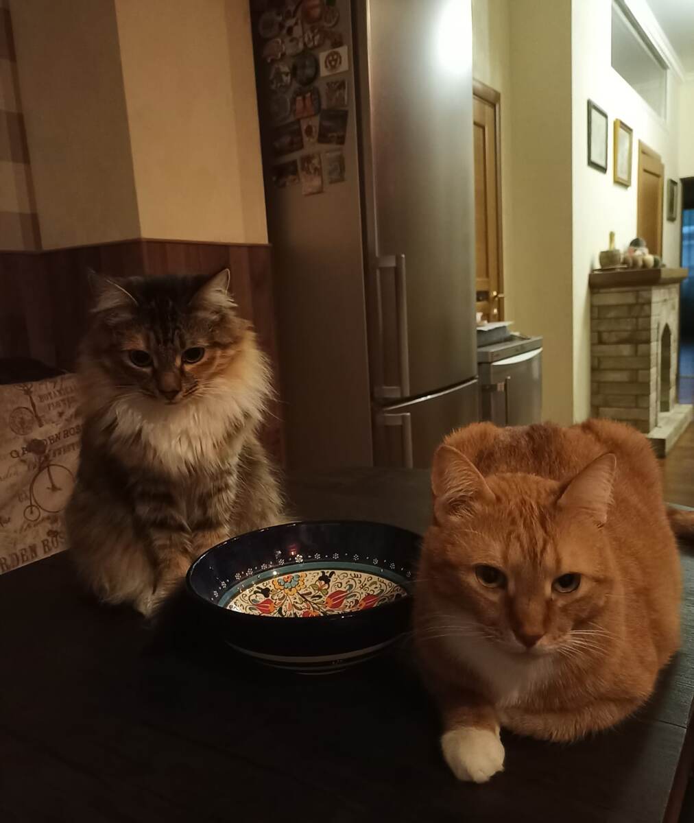 Посмотрите на эти укоризненные "лица")) 