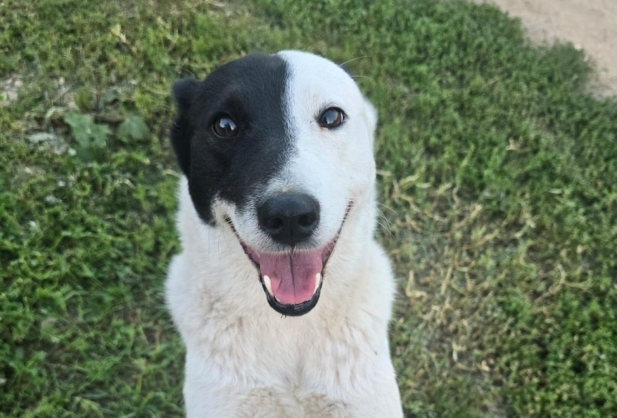    Где нельзя гладить собаку: 9 запретных мест, которые лучше обходить стороной