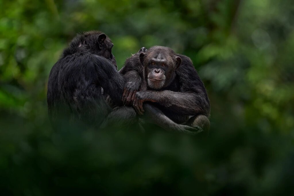 Обучение молодых шимпанзе происходит через подражание: они повторяют действия за старшими особями. Фото: приобретено на Shutterstock.