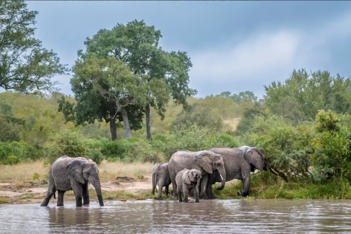 Слоны, шимпанзе, дельфины и многие другие животные обладают высоким интеллектом, который помогает им строить социальные связи и выживать в дикой природе. Фото: приобретено на Shutterstock.