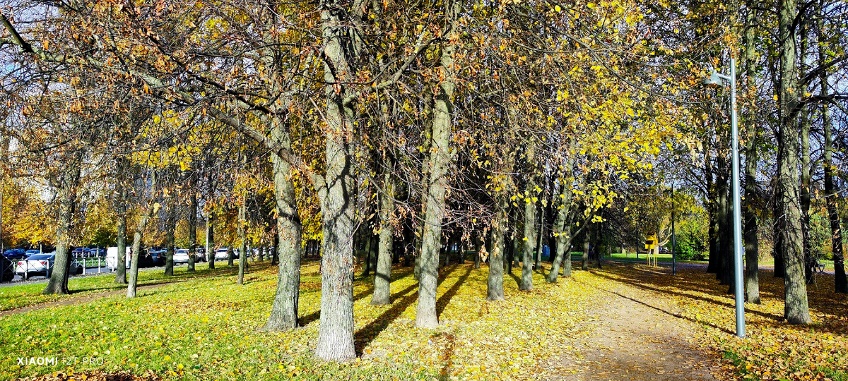 Любашинский сад.