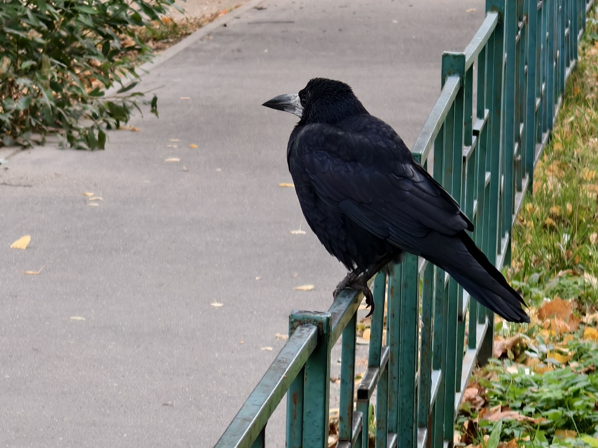 Осень в Смоленске 