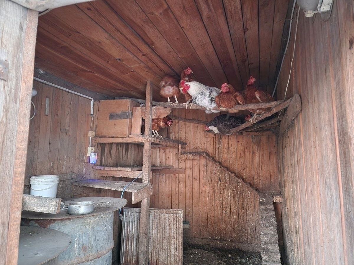    Как понять, что вы перекармливаете своих кур - неочевидные знаки