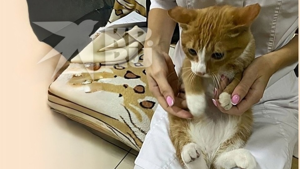 Плачущего по ночам от боли кота хозяева отдали на перевоспитание: «Устали! Заберем, когда исправится»