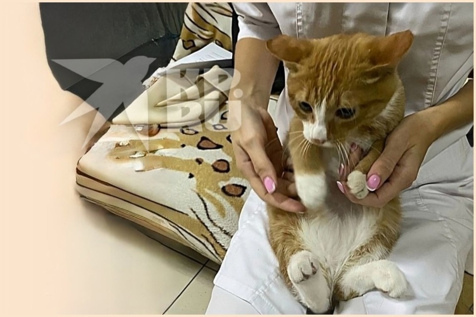    Спасенный из замурованного подвала в Красноярске котенок трижды стал жертвой предательства. Фото: приют "Золотое сердце".