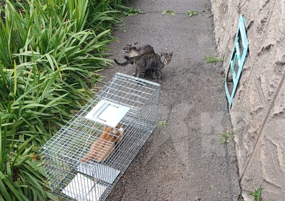    Вот первый снимок Миппо. Фото: приют "Золотое сердце".