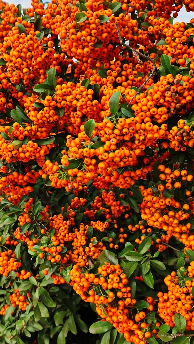 🌿💖🌿💖🌿💖🌿