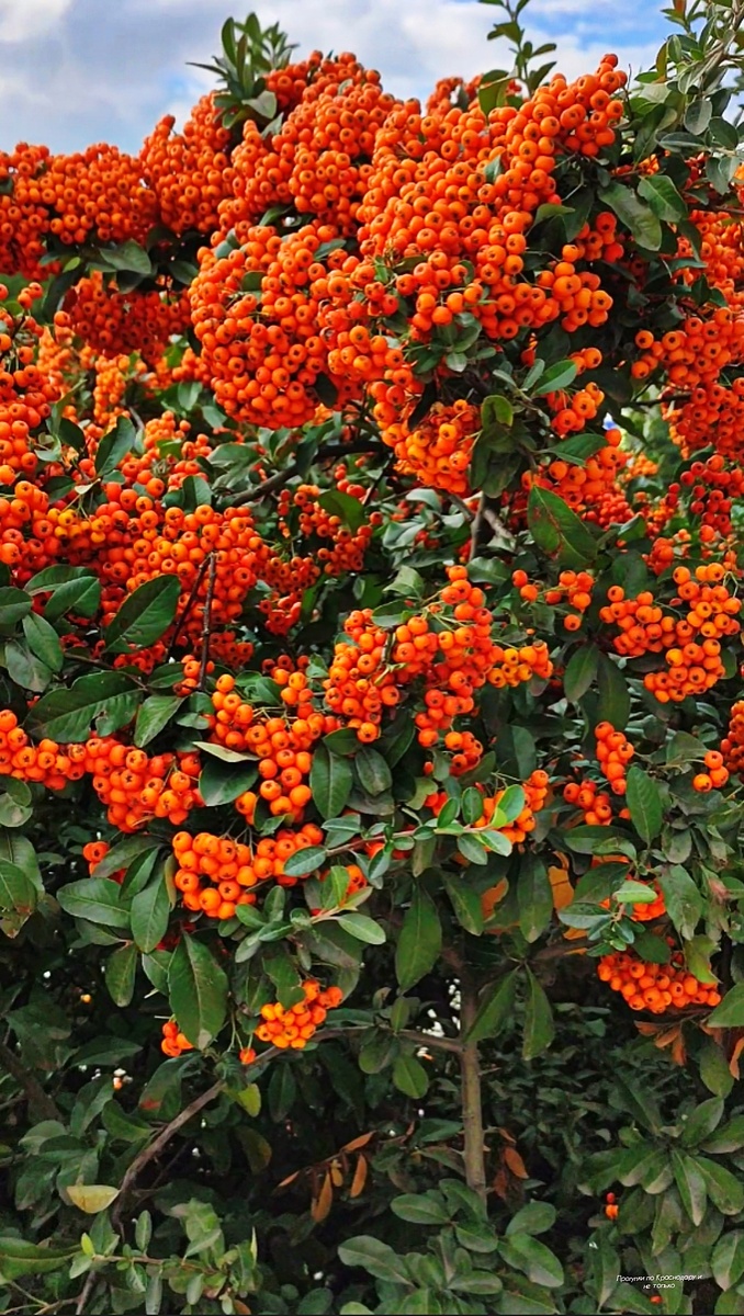 🌿💖🌿💖🌿💖🌿