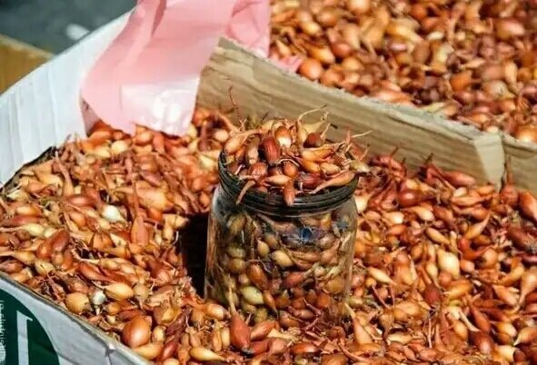 Про лук-севок: нашла идеальный метод хранения. Не сохнет, раньше времени, не прорастет - и не стрелкуется, и всходит “щеткой”: 2 хитрости