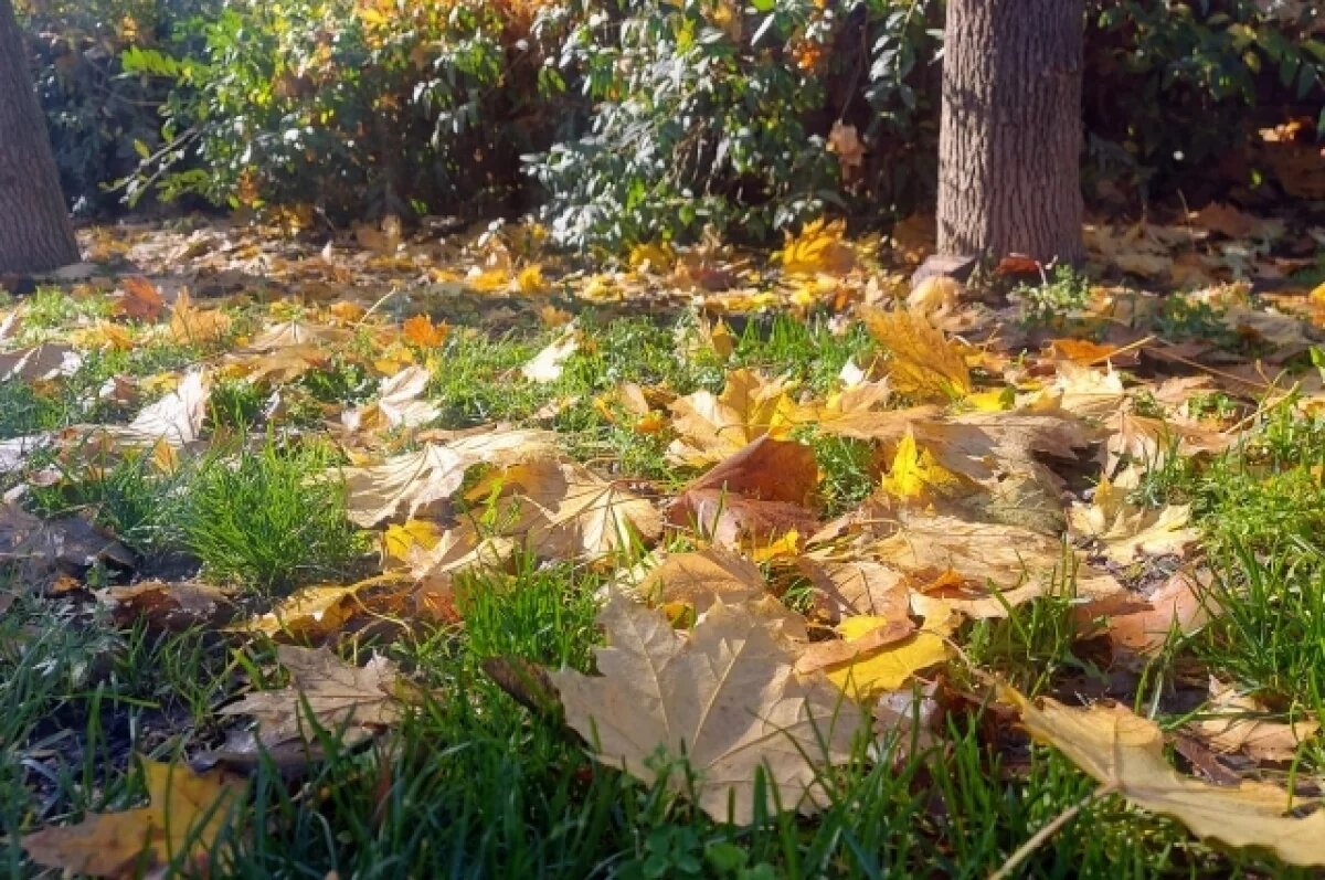    До +6 градусов ожидается в Новосибирске 22 октября