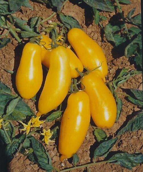 Фото Victory Seed Company