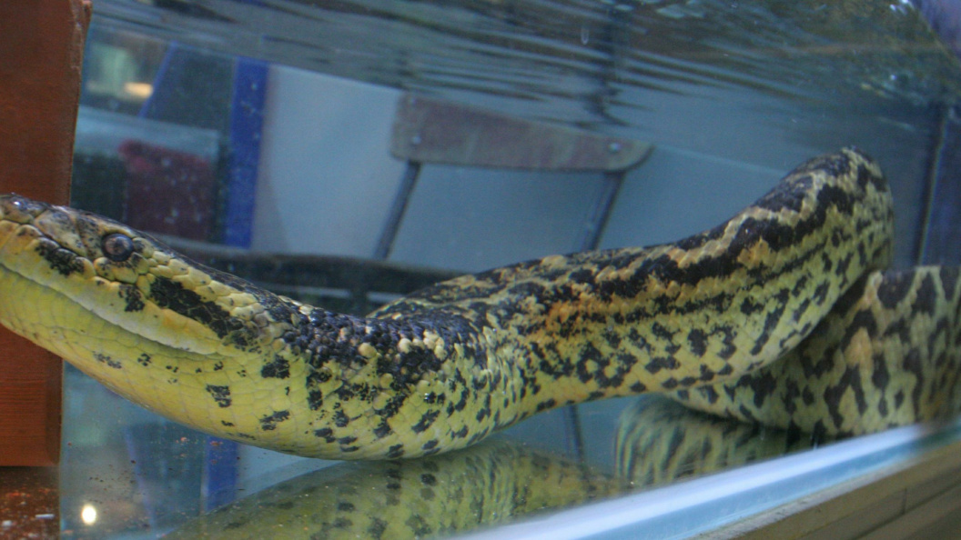    Фото: Zamir Usmanov/Globallookpress