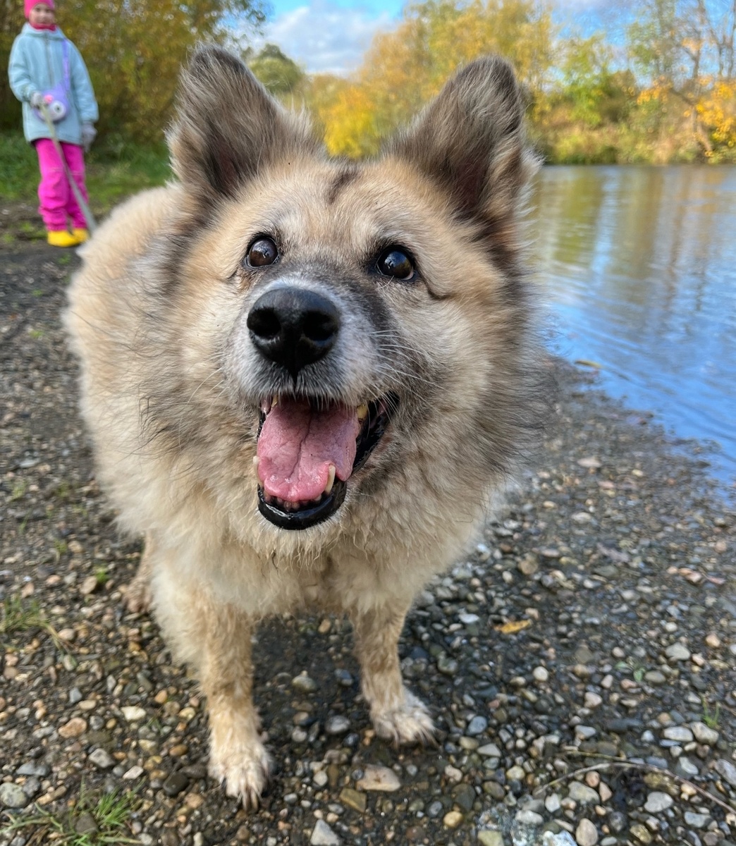 Мишель и Зоя на прогулке