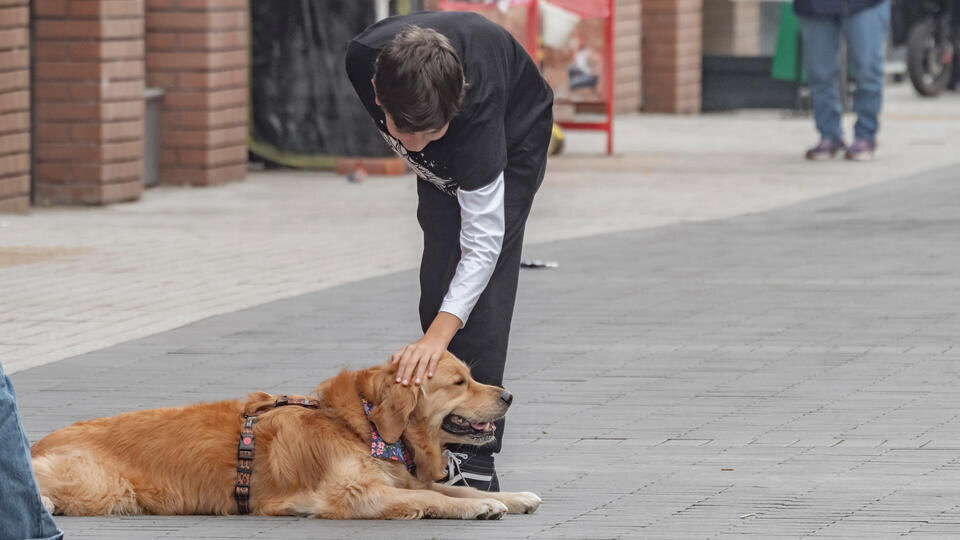     Россиянам может грозить штраф за выгул собак на детских площадках ИЗВЕСТИЯ/Константин Кокошкин