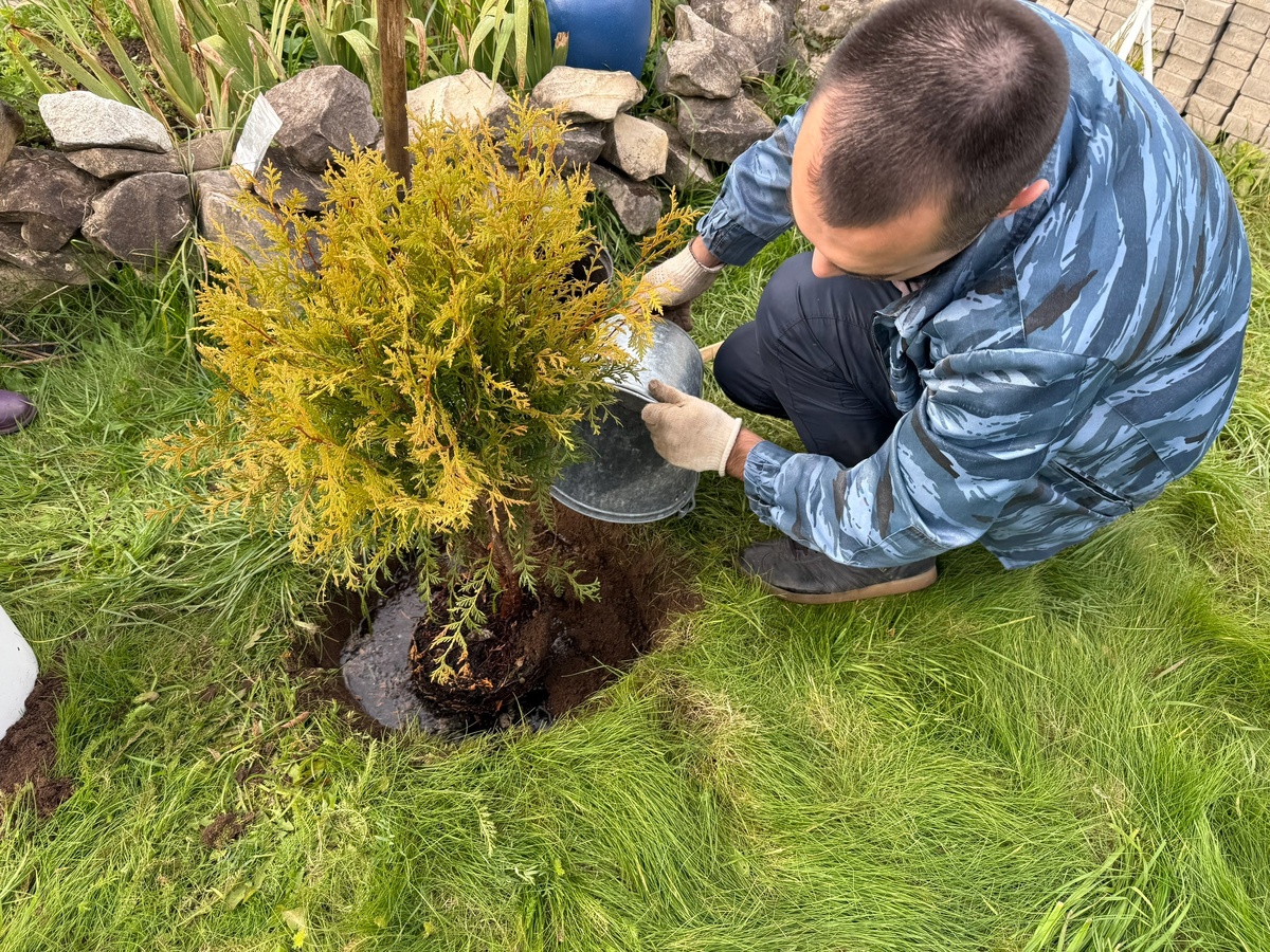    Не навоз и не компост - осенью смешиваю в тазу эти порошки и разбрасываю под зимующие культуры: урожая на 40% больше