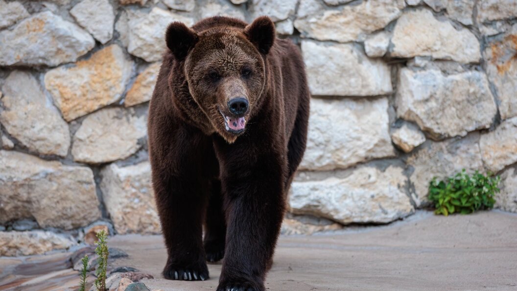    Фото: Edgar Breshchanov/Global Look Press