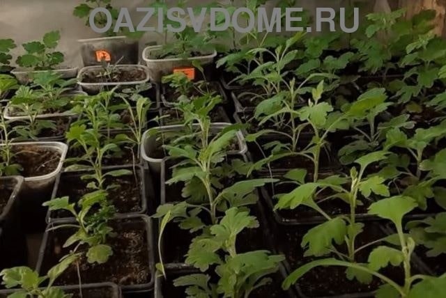 На фото укоренение черенков хризантем