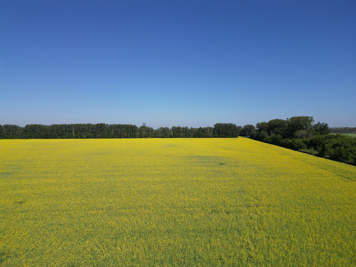 Посевы рапса улучшают структуру почвы благодаря стержневой корневой системе, которая уходит на глубину до 1,5 м, разрыхляя и насыщая кислородом почвенный слой. Естественная аэрация влияет на жизнедеятельность полезных микроорганизмов в почве, которые играют важную роль в разложении органических веществ и питании растений. Это делает рапс ценным компонентом севооборота и способствует повышению общей продуктивности полей.
