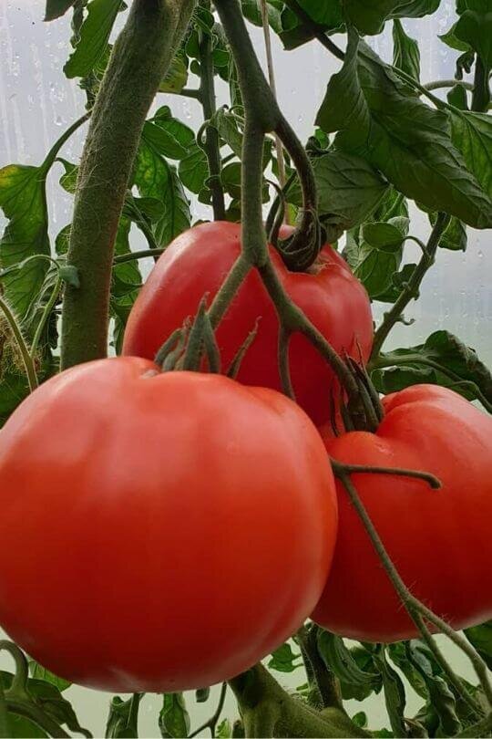 Фото Gardening Chores