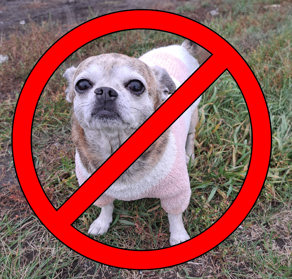 картинка автора