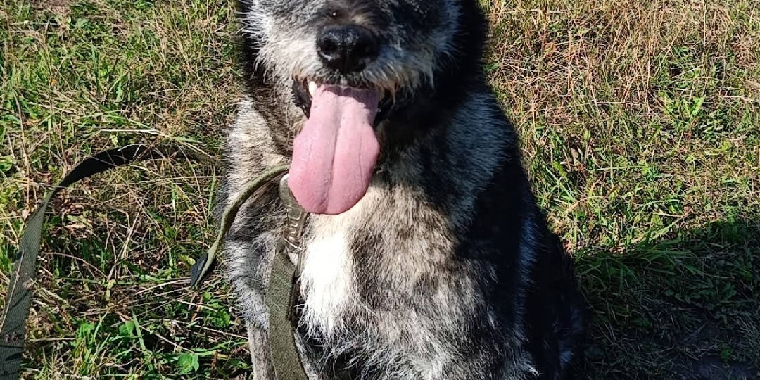 Ника: Не упустите шанс спасти солнышко