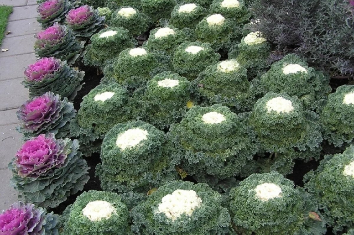    Декоративная капуста.