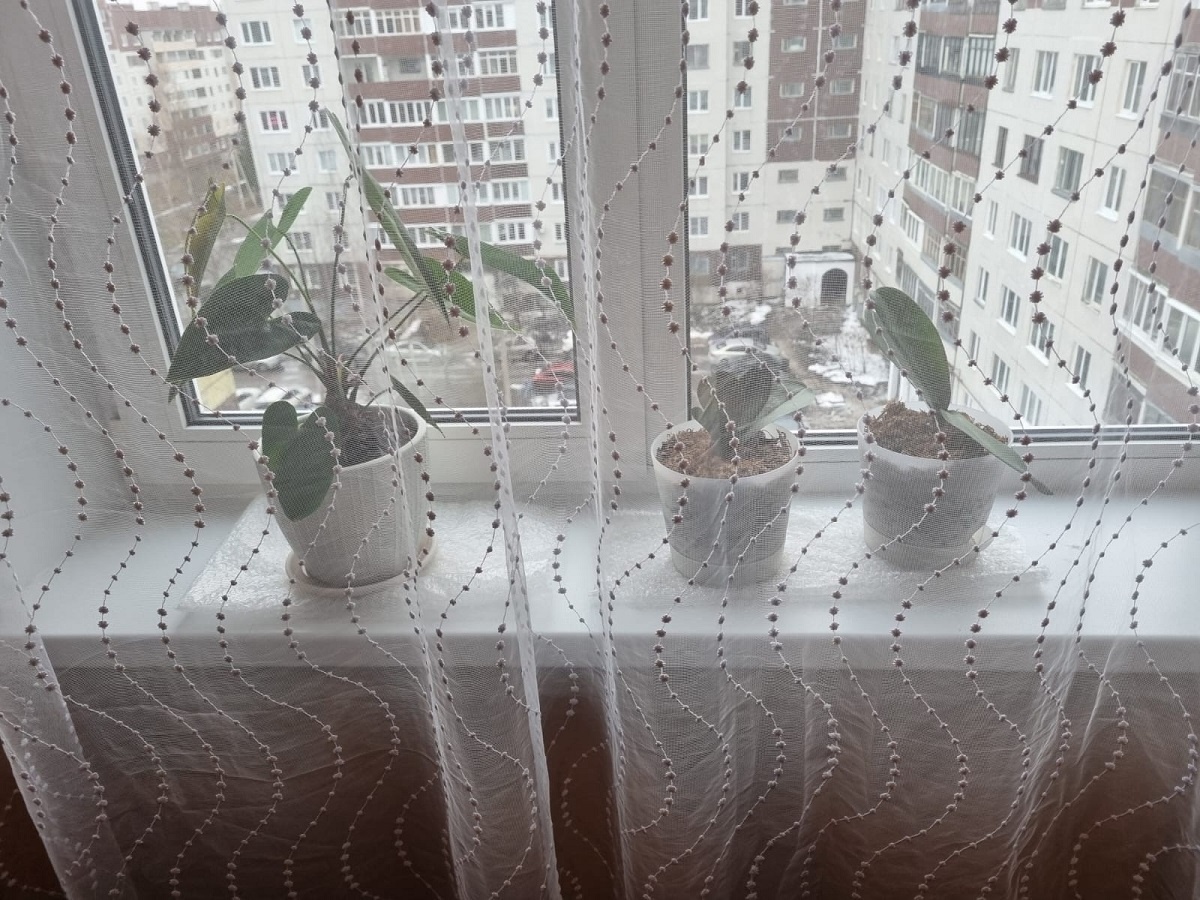    Жалею, что не узнал раньше эти не узнал эти 7 правил: теперь мои цветы живут годами, а я экономлю тысячи рублей