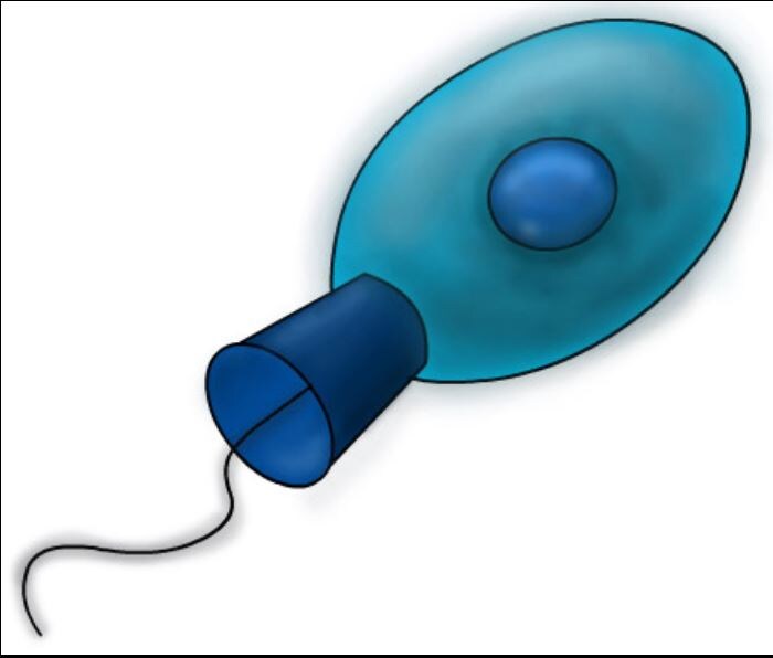 Хоанофлагеллят