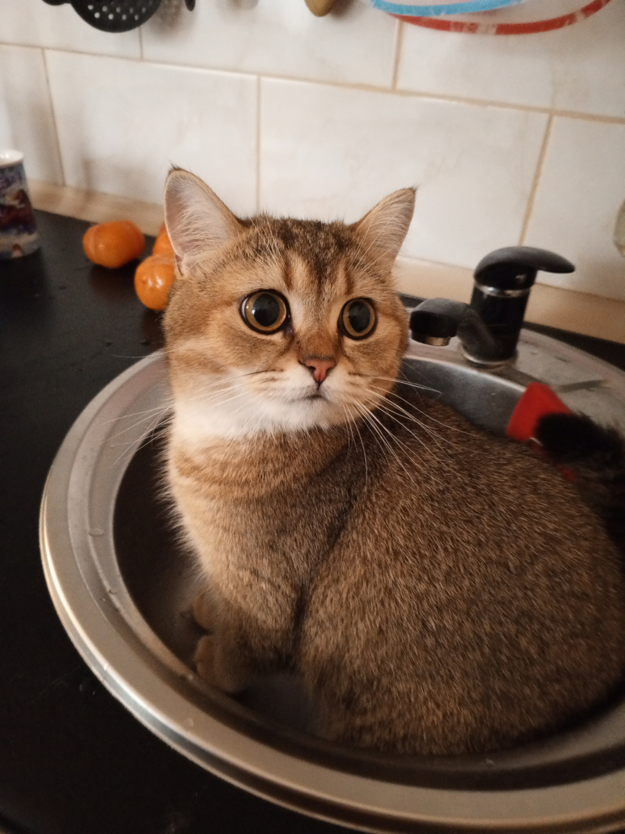 Фото уже родного котика.