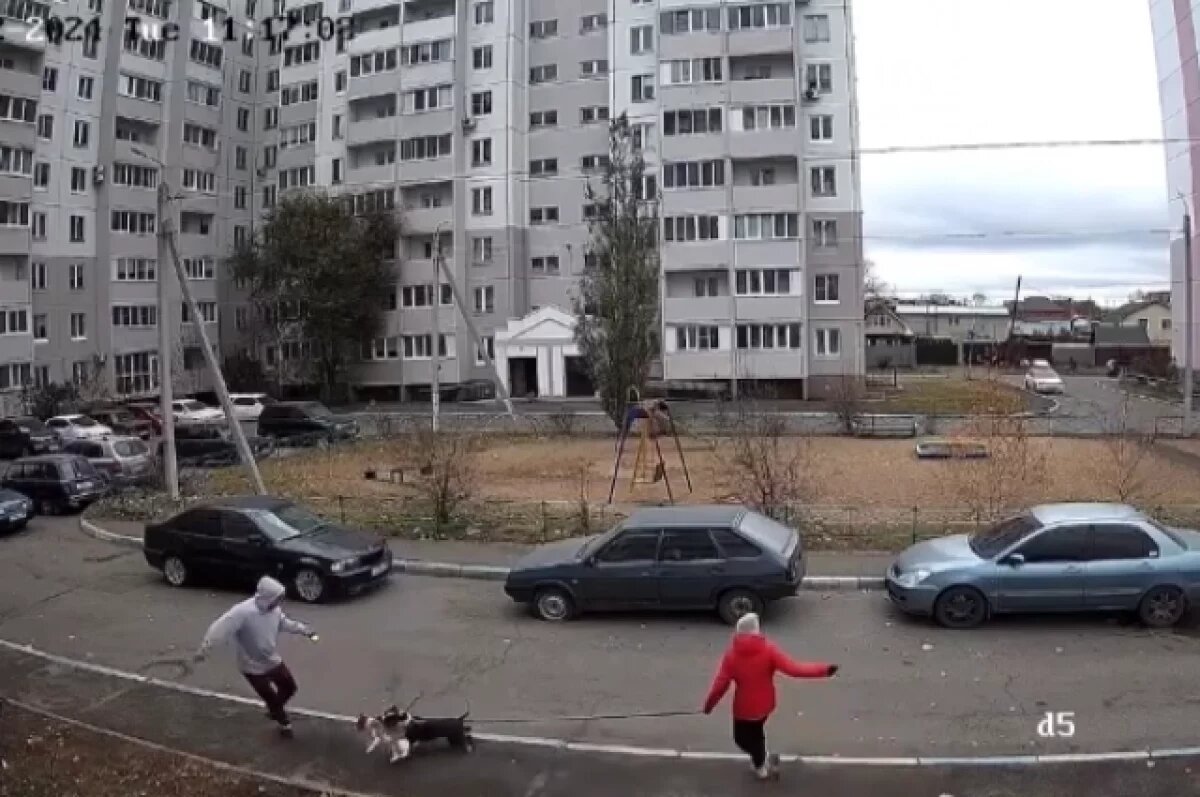    Прокуратура требует 300 тысяч рублей с хозяйки собаки, укусившей омичку