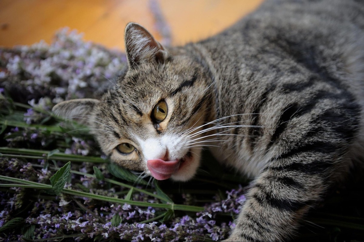    Кошачья мята привлекательна для кошек, но ее использование в развлекательных целях сопровождается некоторыми рисками