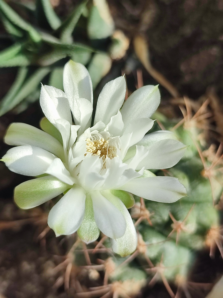 Кактусы цветут по своему плану