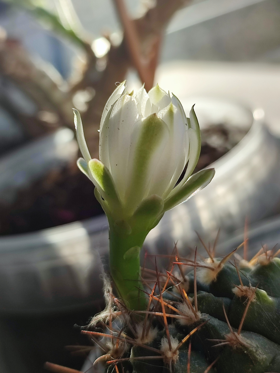 Открывается с первыми лучами Солнца уже несколько дней подряд, а на закате закрывается. Чудо природы