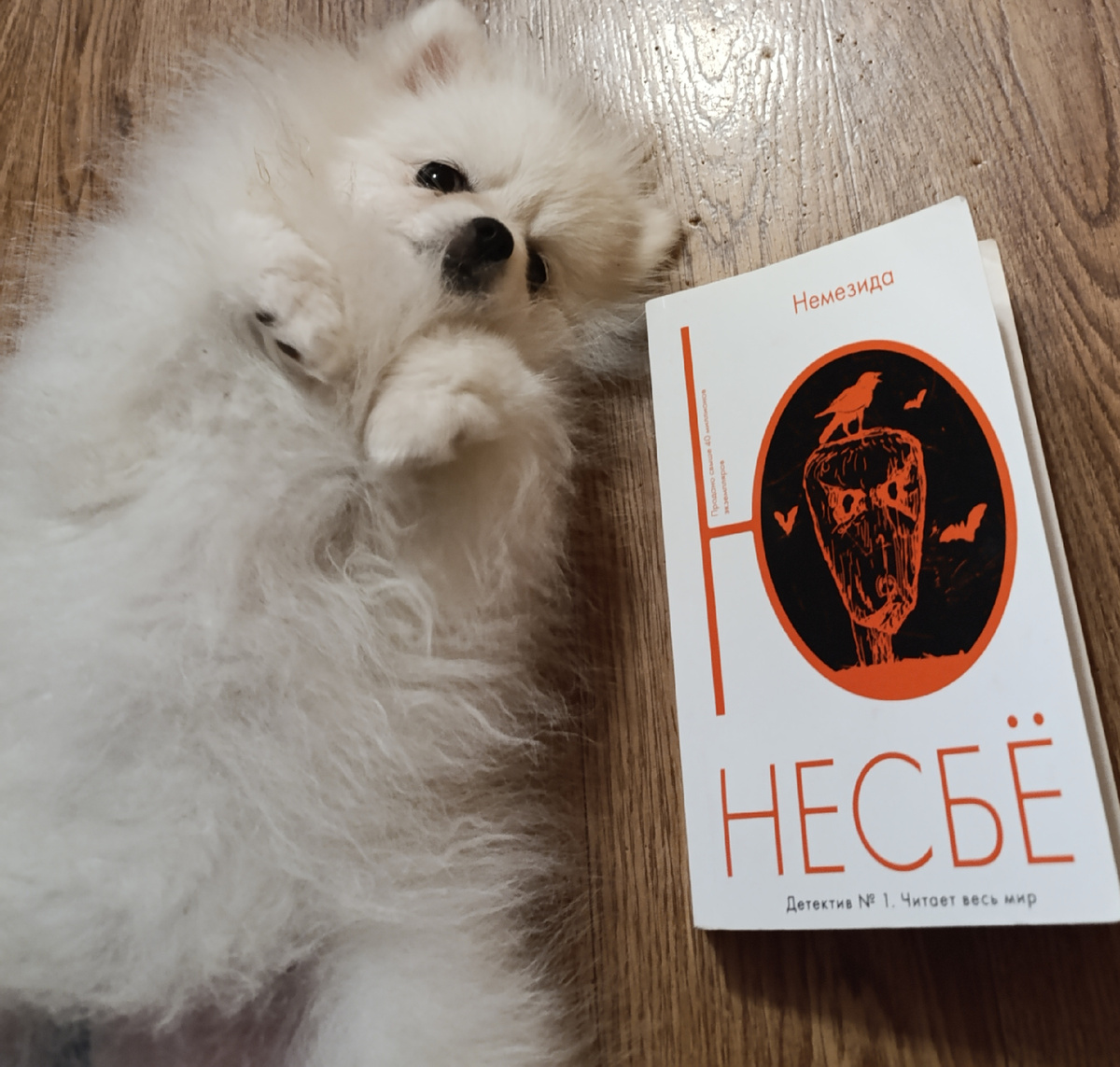 Сегодня книгу представляет Бэлла, которая потихоньку перенимает от кошек навык позирования. 