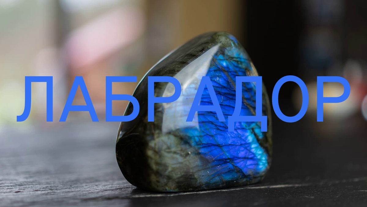 Лабрадор. Фото в свободном доступе.