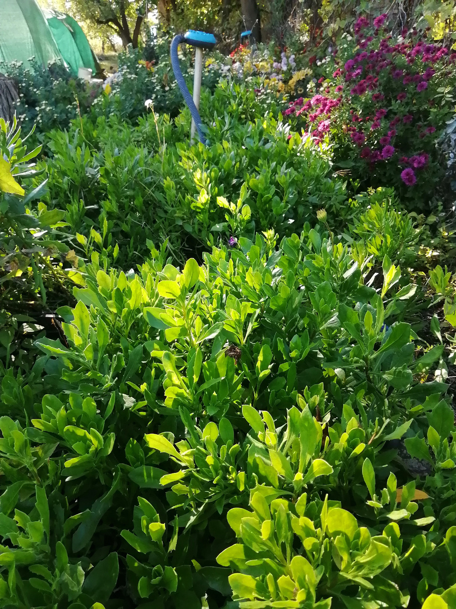 Остеоспермум ещё на улице в горшках 