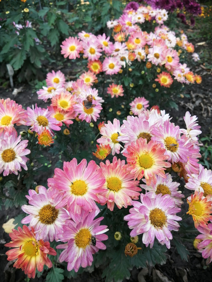 Бриз Парадайз 