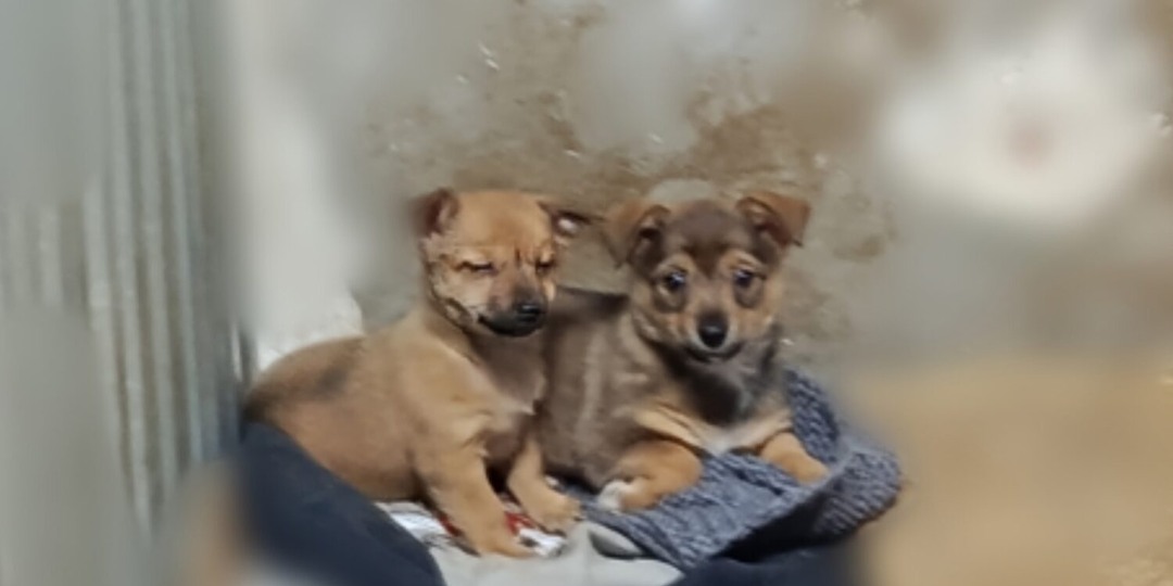 Ищут дом два маленьких щенка