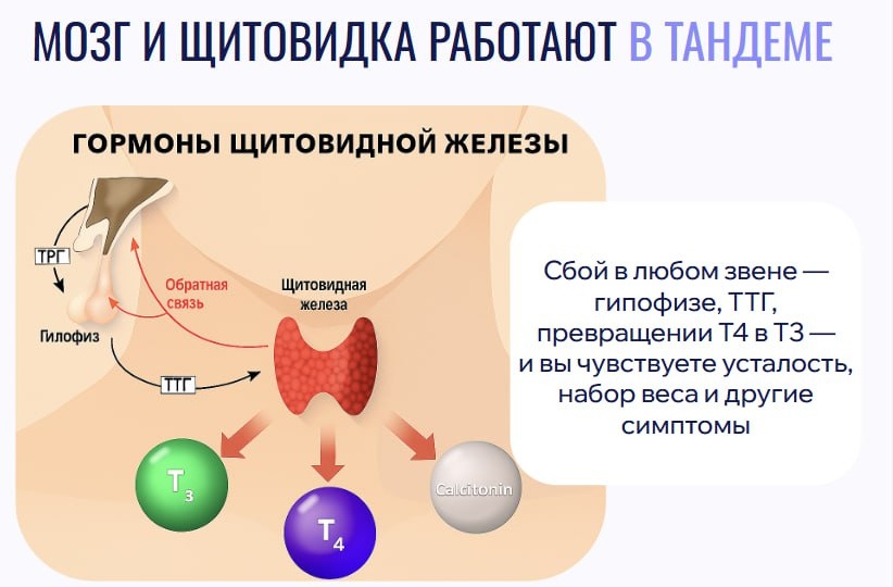 💊 Как стать энергичным и разбудить щитовидку